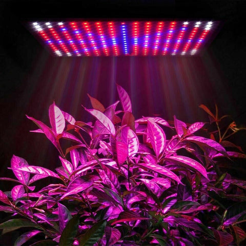 225LED 2000W Grow Light Hydroponic Kits Growing Plant Indoor Lamp